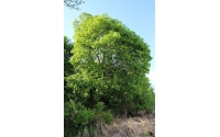 Érable plane - Acer platanoides  - Haie champetre  - Pepiniere Alsace - Vegetal Local Nord Est - Bio - Jardin forêt comestible - fruitier - permaculture