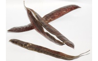 Févier d’Amérique - Gleditsia triacanthos - Haie champetre  - Pepiniere Alsace - Vegetal Local Nord Est - Bio - Jardin forêt comestible - fruitier - permaculture
