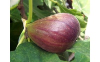 Figuier 'Italia' violette - Ficus carica - Haie champetre  - Pepiniere Alsace - Vegetal Local Nord Est - Bio - Jardin forêt comestible - fruitier - permaculture