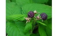 Framboisier 'Glen Coe' - Rubus idaeus - Haie champetre  - Pepiniere Alsace - Vegetal Local Nord Est - Bio - Jardin forêt comestible - fruitier - permaculture