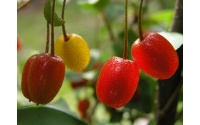 Goumi du Japon - Elaeagnus multiflora - Haie champetre  - Pepiniere Alsace - Vegetal Local Nord Est - Bio - Jardin forêt comestible - fruitier - permaculture