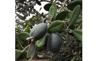 Goyavier du Brésil 'Apollo' - Feijoa sellowiana - Haie champetre  - Pepiniere Alsace - Vegetal Local Nord Est - Bio - Jardin forêt comestible - fruitier - permaculture