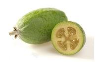 Goyavier du Brésil 'Coolridge' ou ‘Gemini’ - Feijoa sellowiana - Haie champetre  - Pepiniere Alsace - Vegetal Local Nord Est - Bio - Jardin forêt comestible - fruitier - permaculture
