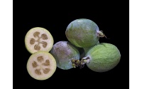 Goyavier du Brésil (variété commune) - Feijoa sellowiana  - Haie champetre  - Pepiniere Alsace - Vegetal Local Nord Est - Bio - Jardin forêt comestible - fruitier - permaculture