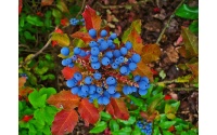 Mahonia à feuilles de houx - Berberis aquifolium - Haie champetre  - Pepiniere Alsace - Vegetal Local Nord Est - Bio - Jardin forêt comestible - fruitier - permaculture