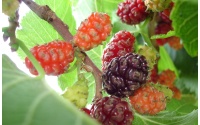 Mûrier noir - Morus nigra - Haie champetre  - Pepiniere Alsace - Vegetal Local Nord Est - Bio - Jardin forêt comestible - fruitier - permaculture