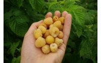 Framboisier 'Fall gold' - Rubus idaeus  - Haie champetre  - Pepiniere Alsace - Vegetal Local Nord Est - Bio - Jardin forêt comestible - fruitier - permaculture