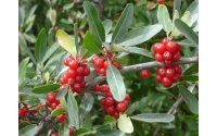 Shépherdie argentée - Shepherdia argentea - Haie champetre  - Pepiniere Alsace - Vegetal Local Nord Est - Bio - Jardin forêt comestible - fruitier - permaculture