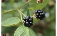 Mûrier noir – Ronce issue de variétés sauvages - Rubus fruticosus sp. 'Darrow' - Haie champetre  - Pepiniere Alsace - Vegetal Local Nord Est - Bio - Jardin forêt comestible - fruitier - permaculture