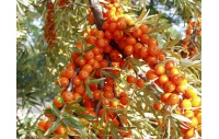 argousier_Hippophae rhamnoides_Haie champetre  - Pepiniere Alsace - Vegetal Local Nord Est- Bio - Jardin forêt comestible - fruitier - permaculture