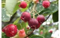Amelanchier_du_Canada - Haie champetre  - Pepiniere Alsace - Vegetal Local Nord Est- Bio - Jardin forêt comestible - fruitier - permaculture