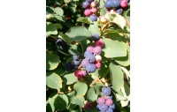 Amelanchier a feuilles ovales - Haie champetre  - Pepiniere Alsace - Vegetal Local Nord Est- Bio - Jardin forêt comestible - fruitier - permaculture