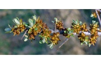 Argousier_male_pollmix_hippophae_rhamnoides_Haie champetre  - Pepiniere Alsace - Vegetal Local Nord Est- Bio - Jardin forêt comestible - fruitier - permaculture