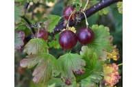 Groseillier à maquereau 'Rouge Freedonia' (sans épine) - Ribes uva-crispa  - Haie champetre  - Pepiniere Alsace - Vegetal Local Nord Est - Bio - Jardin forêt comestible - fruitier - permaculture