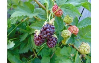 Mûroisier – Ronce hybride mûre-framboise - Rubus Hybris 'Loganberry' - Haie champetre  - Pepiniere Alsace - Vegetal Local Nord Est - Bio - Jardin forêt comestible - fruitier - permaculture