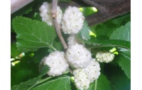Mûrier blanc - Morus alba - Haie champetre  - Pepiniere Alsace - Vegetal Local Nord Est - Bio - Jardin forêt comestible - fruitier - permaculture