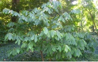 Asiminier - Asiminia triloba - Haie champetre  - Pepiniere Alsace - Vegetal Local Nord Est - Bio - Jardin forêt comestible - fruitier - permaculture