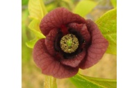 Asiminier - Asiminia triloba - Haie champetre  - Pepiniere Alsace - Vegetal Local Nord Est - Bio - Jardin forêt comestible - fruitier - permaculture