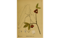 Asiminier - Asiminia triloba - Haie champetre  - Pepiniere Alsace - Vegetal Local Nord Est - Bio - Jardin forêt comestible - fruitier - permaculture