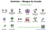 asiminier_-_mangue_du_canada _ résumé