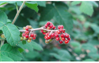 Sumac aromatique 'Grow low' – Vinaigrier couvre-sol - Rhus aromatica 'Grow low' - Haie champetre  - Pepiniere Alsace - Vegetal Local Nord Est - Bio - Jardin forêt comestible - fruitier - permaculture