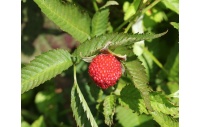 Framboisier Fraise Japonais - Rubus illecebrosus - Haie champetre  - Pepiniere Alsace - Vegetal Local Nord Est - Bio - Jardin forêt comestible - fruitier - permaculture
