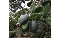 Goyavier du Brésil 'Apollo' - Feijoa sellowiana - Haie champetre  - Pepiniere Alsace - Vegetal Local Nord Est - Bio - Jardin forêt comestible - fruitier - permaculture