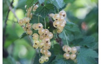 Groseillier à grappes 'Blanches de Versailles' - Ribes sativum - Haie champetre  - Pepiniere Alsace - Vegetal Local Nord Est - Bio - Jardin forêt comestible - fruitier - permaculture