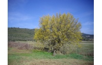 Micocoulier de Provence  - Celtis australis - Haie champetre  - Pepiniere Alsace - Vegetal Local Nord Est - Bio - Jardin forêt comestible - fruitier - permaculture