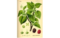 Mûrier noir - Morus nigra - Haie champetre  - Pepiniere Alsace - Vegetal Local Nord Est - Bio - Jardin forêt comestible - fruitier - permaculture