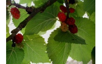 Mûrier rouge 'Illinois Everbearing' - Morus rubra - Haie champetre  - Pepiniere Alsace - Vegetal Local Nord Est - Bio - Jardin forêt comestible - fruitier - permaculture
