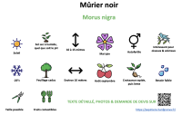 murier_noir _ résumé