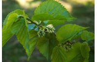 Mûrier noir - Morus nigra - Haie champetre  - Pepiniere Alsace - Vegetal Local Nord Est - Bio - Jardin forêt comestible - fruitier - permaculture