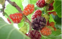 Mûrier noir - Morus nigra - Haie champetre  - Pepiniere Alsace - Vegetal Local Nord Est - Bio - Jardin forêt comestible - fruitier - permaculture