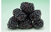 Mûrier noir – Ronce sans épine - Rubus fruticosus 'Black Satin' - Haie champetre  - Pepiniere Alsace - Vegetal Local Nord Est - Bio - Jardin forêt comestible - fruitier - permaculture