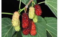 Mûrier rouge - Morus rubra - Haie champetre  - Pepiniere Alsace - Vegetal Local Nord Est - Bio - Jardin forêt comestible - fruitier - permaculture