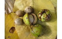 Pacanier rugueux - Caryer ovale - Carya ovata - Haie champetre  - Pepiniere Alsace - Vegetal Local Nord Est - Bio - Jardin forêt comestible - fruitier - permaculture