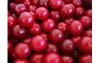 Prunier myrobolan - Prunus cerasifera myrobolana - Haie champetre  - Pepiniere Alsace - Vegetal Local Nord Est - Bio - Jardin forêt comestible - fruitier - permaculture