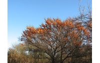argousier-hergo-femelle-Hippophae-rhamnoides- Haie champetre  - Pepiniere Alsace - Vegetal Local Nord Est- Bio - Jardin forêt comestible - fruitier - permaculture 