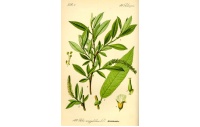 Saule à trois étamines - Salix triandra - Haie champetre  - Pepiniere Alsace - Vegetal Local Nord Est - Bio - Jardin forêt comestible - fruitier - permaculture