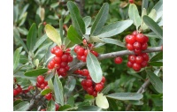 Shépherdie argentée - Shepherdia argentea - Haie champetre  - Pepiniere Alsace - Vegetal Local Nord Est - Bio - Jardin forêt comestible - fruitier - permaculture