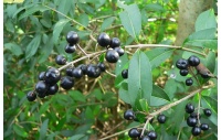 Troène commun - Ligustrum vulgare  - Haie champetre  - Pepiniere Alsace - Vegetal Local Nord Est - Bio - Jardin forêt comestible - fruitier - permaculture