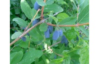 Chèvrefeuille comestible – Baie de mai ‘Kalinka’ - Lonicera kamtchatika - Haie champetre  - Pepiniere Alsace - Vegetal Local Nord Est - Bio - Jardin forêt comestible - fruitier - permaculture
