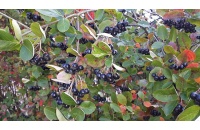 aronie_a_feuille_de_prunier_aronia_prunifolia_Haie champetre  - Pepiniere Alsace - Vegetal Local Nord Est- Bio - Jardin forêt comestible - fruitier - permaculture
