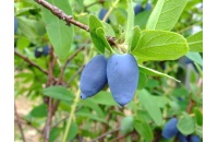 Chèvrefeuille comestible – Baie de mai ‘Edulis’ - Lonicera caerulea  - Haie champetre  - Pepiniere Alsace - Vegetal Local Nord Est - Bio - Jardin forêt comestible - fruitier - permaculture