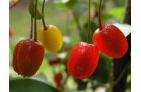 Goumi du Japon - Elaeagnus multiflora - Haie champetre  - Pepiniere Alsace - Vegetal Local Nord Est - Bio - Jardin forêt comestible - fruitier - permaculture