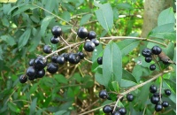 Troène commun - Ligustrum vulgare  - Haie champetre  - Pepiniere Alsace - Vegetal Local Nord Est - Bio - Jardin forêt comestible - fruitier - permaculture