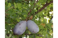 Vigne chocolat - Akébie quinata - Akebia quinata - Haie champetre  - Pepiniere Alsace - Vegetal Local Nord Est - Bio - Jardin forêt comestible - fruitier - permaculture