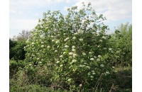 Viorne lantane - Viburnum lantana - Haie champetre  - Pepiniere Alsace - Vegetal Local Nord Est - Bio - Jardin forêt comestible - fruitier - permaculture