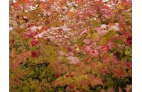 Viorne obier - Viburnum opulus - Haie champetre  - Pepiniere Alsace - Vegetal Local Nord Est - Bio - Jardin forêt comestible - fruitier - permaculture
